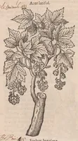 Picture 3 of 56 from Caroli ClusI Atrebatis, Impp. Caess. Augg. Maximiliani II, Rudolphi II aulae quondam familiaris, Rariorum plantarum historia : quae accesserint, proxima pagina docebit (1601), leaf 28