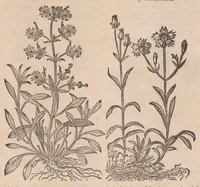 An illustration from Caroli ClusI Atrebatis, Impp. Caess. Augg. Maximiliani II, Rudolphi II aulae quondam familiaris, Rariorum plantarum historia : quae accesserint, proxima pagina docebit (1601)