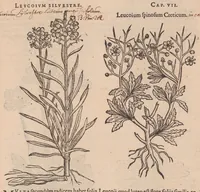 An illustration from Caroli ClusI Atrebatis, Impp. Caess. Augg. Maximiliani II, Rudolphi II aulae quondam familiaris, Rariorum plantarum historia : quae accesserint, proxima pagina docebit (1601)