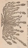 An illustration from Caroli ClusI Atrebatis, Impp. Caess. Augg. Maximiliani II, Rudolphi II aulae quondam familiaris, Rariorum plantarum historia : quae accesserint, proxima pagina docebit (1601)
