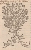 An illustration from Caroli ClusI Atrebatis, Impp. Caess. Augg. Maximiliani II, Rudolphi II aulae quondam familiaris, Rariorum plantarum historia : quae accesserint, proxima pagina docebit (1601)