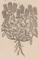 An illustration from Caroli ClusI Atrebatis, Impp. Caess. Augg. Maximiliani II, Rudolphi II aulae quondam familiaris, Rariorum plantarum historia : quae accesserint, proxima pagina docebit (1601)