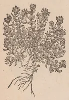 An illustration from Caroli ClusI Atrebatis, Impp. Caess. Augg. Maximiliani II, Rudolphi II aulae quondam familiaris, Rariorum plantarum historia : quae accesserint, proxima pagina docebit (1601)
