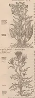 An illustration from Caroli ClusI Atrebatis, Impp. Caess. Augg. Maximiliani II, Rudolphi II aulae quondam familiaris, Rariorum plantarum historia : quae accesserint, proxima pagina docebit (1601)