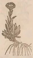 An illustration from Caroli ClusI Atrebatis, Impp. Caess. Augg. Maximiliani II, Rudolphi II aulae quondam familiaris, Rariorum plantarum historia : quae accesserint, proxima pagina docebit (1601)