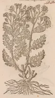 An illustration from Caroli ClusI Atrebatis, Impp. Caess. Augg. Maximiliani II, Rudolphi II aulae quondam familiaris, Rariorum plantarum historia : quae accesserint, proxima pagina docebit (1601)