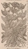 An illustration from Caroli ClusI Atrebatis, Impp. Caess. Augg. Maximiliani II, Rudolphi II aulae quondam familiaris, Rariorum plantarum historia : quae accesserint, proxima pagina docebit (1601)