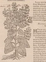 An illustration from Caroli ClusI Atrebatis, Impp. Caess. Augg. Maximiliani II, Rudolphi II aulae quondam familiaris, Rariorum plantarum historia : quae accesserint, proxima pagina docebit (1601)