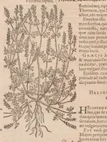 An illustration from Caroli ClusI Atrebatis, Impp. Caess. Augg. Maximiliani II, Rudolphi II aulae quondam familiaris, Rariorum plantarum historia : quae accesserint, proxima pagina docebit (1601)