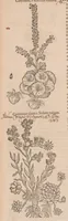 An illustration from Caroli ClusI Atrebatis, Impp. Caess. Augg. Maximiliani II, Rudolphi II aulae quondam familiaris, Rariorum plantarum historia : quae accesserint, proxima pagina docebit (1601)
