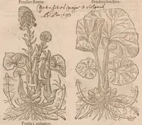 An illustration from Caroli ClusI Atrebatis, Impp. Caess. Augg. Maximiliani II, Rudolphi II aulae quondam familiaris, Rariorum plantarum historia : quae accesserint, proxima pagina docebit (1601)