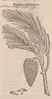 An illustration from Caroli ClusI Atrebatis, Impp. Caess. Augg. Maximiliani II, Rudolphi II aulae quondam familiaris, Rariorum plantarum historia : quae accesserint, proxima pagina docebit (1601)