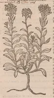 An illustration from Caroli ClusI Atrebatis, Impp. Caess. Augg. Maximiliani II, Rudolphi II aulae quondam familiaris, Rariorum plantarum historia : quae accesserint, proxima pagina docebit (1601)