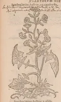 An illustration from Caroli ClusI Atrebatis, Impp. Caess. Augg. Maximiliani II, Rudolphi II aulae quondam familiaris, Rariorum plantarum historia : quae accesserint, proxima pagina docebit (1601)