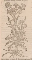 An illustration from Caroli ClusI Atrebatis, Impp. Caess. Augg. Maximiliani II, Rudolphi II aulae quondam familiaris, Rariorum plantarum historia : quae accesserint, proxima pagina docebit (1601)