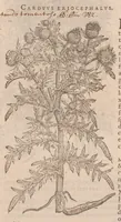 An illustration from Caroli ClusI Atrebatis, Impp. Caess. Augg. Maximiliani II, Rudolphi II aulae quondam familiaris, Rariorum plantarum historia : quae accesserint, proxima pagina docebit (1601)