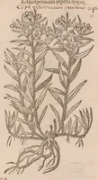 An illustration from Caroli ClusI Atrebatis, Impp. Caess. Augg. Maximiliani II, Rudolphi II aulae quondam familiaris, Rariorum plantarum historia : quae accesserint, proxima pagina docebit (1601)