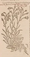 An illustration from Caroli ClusI Atrebatis, Impp. Caess. Augg. Maximiliani II, Rudolphi II aulae quondam familiaris, Rariorum plantarum historia : quae accesserint, proxima pagina docebit (1601)