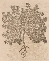 An illustration from Caroli ClusI Atrebatis, Impp. Caess. Augg. Maximiliani II, Rudolphi II aulae quondam familiaris, Rariorum plantarum historia : quae accesserint, proxima pagina docebit (1601)