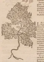 An illustration from Caroli ClusI Atrebatis, Impp. Caess. Augg. Maximiliani II, Rudolphi II aulae quondam familiaris, Rariorum plantarum historia : quae accesserint, proxima pagina docebit (1601)
