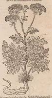 An illustration from Caroli ClusI Atrebatis, Impp. Caess. Augg. Maximiliani II, Rudolphi II aulae quondam familiaris, Rariorum plantarum historia : quae accesserint, proxima pagina docebit (1601)