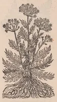 An illustration from Caroli ClusI Atrebatis, Impp. Caess. Augg. Maximiliani II, Rudolphi II aulae quondam familiaris, Rariorum plantarum historia : quae accesserint, proxima pagina docebit (1601)