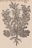 An illustration from Caroli ClusI Atrebatis, Impp. Caess. Augg. Maximiliani II, Rudolphi II aulae quondam familiaris, Rariorum plantarum historia : quae accesserint, proxima pagina docebit (1601)