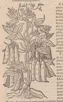 An illustration from Caroli ClusI Atrebatis, Impp. Caess. Augg. Maximiliani II, Rudolphi II aulae quondam familiaris, Rariorum plantarum historia : quae accesserint, proxima pagina docebit (1601)