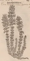 An illustration from Caroli ClusI Atrebatis, Impp. Caess. Augg. Maximiliani II, Rudolphi II aulae quondam familiaris, Rariorum plantarum historia : quae accesserint, proxima pagina docebit (1601)