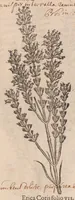 An illustration from Caroli ClusI Atrebatis, Impp. Caess. Augg. Maximiliani II, Rudolphi II aulae quondam familiaris, Rariorum plantarum historia : quae accesserint, proxima pagina docebit (1601)
