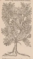 An illustration from Caroli ClusI Atrebatis, Impp. Caess. Augg. Maximiliani II, Rudolphi II aulae quondam familiaris, Rariorum plantarum historia : quae accesserint, proxima pagina docebit (1601)