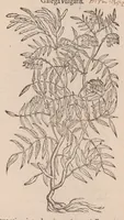 An illustration from Caroli ClusI Atrebatis, Impp. Caess. Augg. Maximiliani II, Rudolphi II aulae quondam familiaris, Rariorum plantarum historia : quae accesserint, proxima pagina docebit (1601)