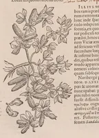 An illustration from Caroli ClusI Atrebatis, Impp. Caess. Augg. Maximiliani II, Rudolphi II aulae quondam familiaris, Rariorum plantarum historia : quae accesserint, proxima pagina docebit (1601)