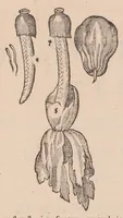 An illustration from Caroli ClusI Atrebatis, Impp. Caess. Augg. Maximiliani II, Rudolphi II aulae quondam familiaris, Rariorum plantarum historia : quae accesserint, proxima pagina docebit (1601)