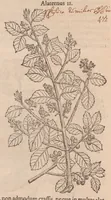 Picture 7 of 56 from Caroli ClusI Atrebatis, Impp. Caess. Augg. Maximiliani II, Rudolphi II aulae quondam familiaris, Rariorum plantarum historia : quae accesserint, proxima pagina docebit (1601), leaf 68