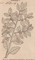 An illustration from Caroli ClusI Atrebatis, Impp. Caess. Augg. Maximiliani II, Rudolphi II aulae quondam familiaris, Rariorum plantarum historia : quae accesserint, proxima pagina docebit (1601)
