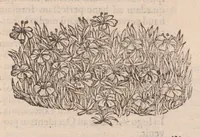 Picture 56 of 56 from Caroli ClusI Atrebatis, Impp. Caess. Augg. Maximiliani II, Rudolphi II aulae quondam familiaris, Rariorum plantarum historia : quae accesserint, proxima pagina docebit (1601), leaf 723