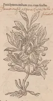 An illustration from Caroli ClusI Atrebatis, Impp. Caess. Augg. Maximiliani II, Rudolphi II aulae quondam familiaris, Rariorum plantarum historia : quae accesserint, proxima pagina docebit (1601)