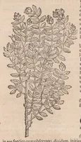An illustration from Caroli ClusI Atrebatis, Impp. Caess. Augg. Maximiliani II, Rudolphi II aulae quondam familiaris, Rariorum plantarum historia : quae accesserint, proxima pagina docebit (1601)