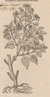 An illustration from Caroli ClusI Atrebatis, Impp. Caess. Augg. Maximiliani II, Rudolphi II aulae quondam familiaris, Rariorum plantarum historia : quae accesserint, proxima pagina docebit (1601)