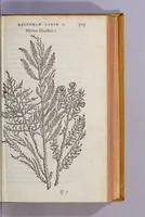 An illustration from Caroli Clusii Atrebat. Rariorum aliquot stirpium per Hispanias obseruatarum historia, : libris duobus expressa (1576)