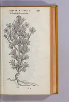An illustration from Caroli Clusii Atrebat. Rariorum aliquot stirpium per Hispanias obseruatarum historia, : libris duobus expressa (1576)