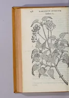 An illustration from Caroli Clusii Atrebat. Rariorum aliquot stirpium per Hispanias obseruatarum historia, : libris duobus expressa (1576)