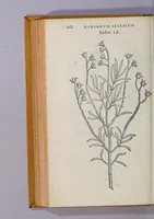 An illustration from Caroli Clusii Atrebat. Rariorum aliquot stirpium per Hispanias obseruatarum historia, : libris duobus expressa (1576)
