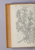 An illustration from Caroli Clusii Atrebat. Rariorum aliquot stirpium per Hispanias obseruatarum historia, : libris duobus expressa (1576)