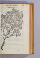 An illustration from Caroli Clusii Atrebat. Rariorum aliquot stirpium per Hispanias obseruatarum historia, : libris duobus expressa (1576)