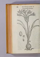 An illustration from Caroli Clusii Atrebat. Rariorum aliquot stirpium per Hispanias obseruatarum historia, : libris duobus expressa (1576)