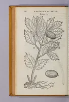 An illustration from Caroli Clusii Atrebat. Rariorum aliquot stirpium per Hispanias obseruatarum historia, : libris duobus expressa (1576)