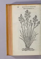 An illustration from Caroli Clusii Atrebat. Rariorum aliquot stirpium per Hispanias obseruatarum historia, : libris duobus expressa (1576)