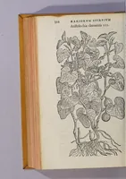 An illustration from Caroli Clusii Atrebat. Rariorum aliquot stirpium per Hispanias obseruatarum historia, : libris duobus expressa (1576)